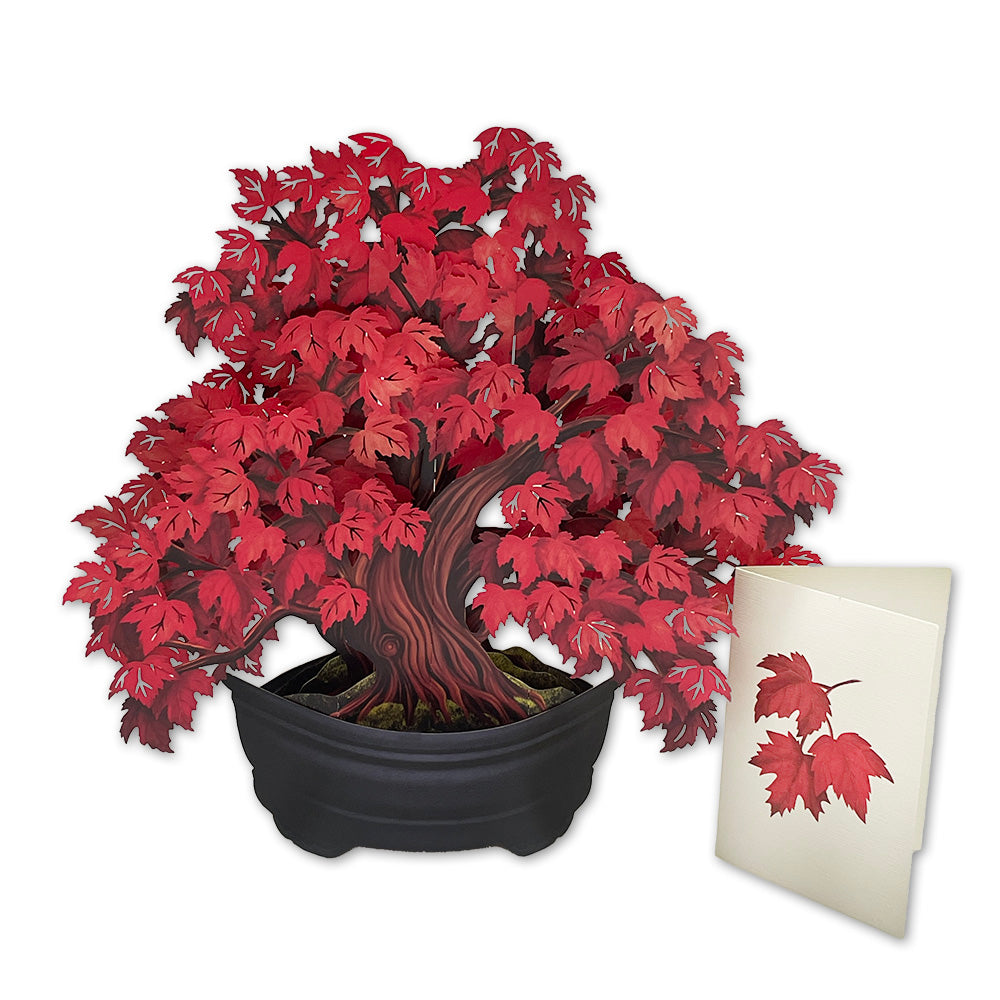 Red Momiji (Maple) Bonsai Pop-up Card paper-stationery