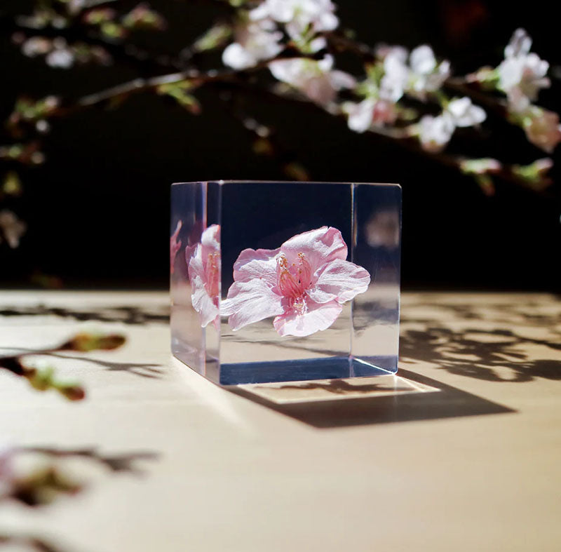 Sola Cube Sakura gift