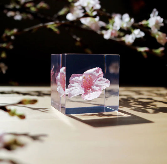 Sola Cube Sakura gift view 2