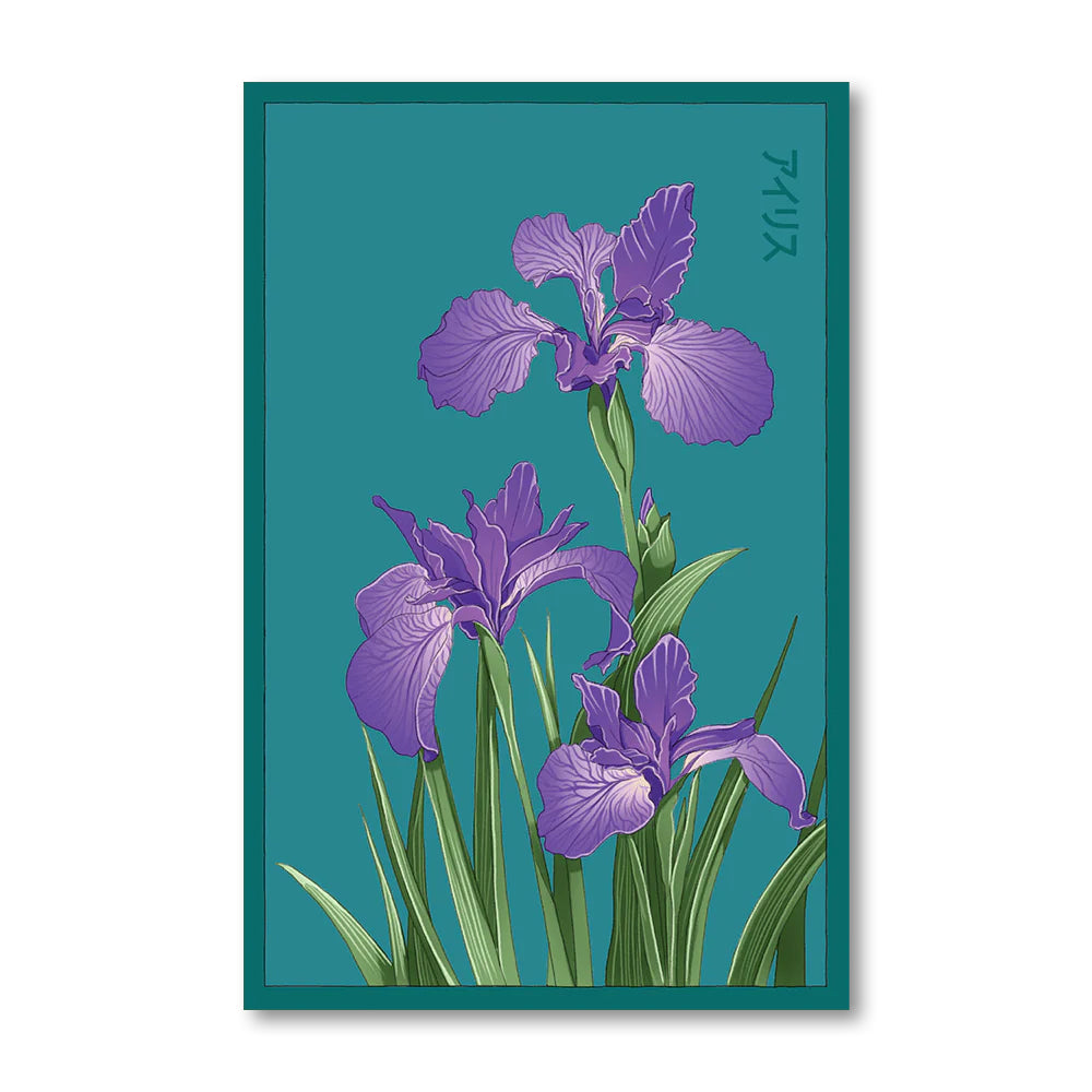 Shido Seeds gift Iris