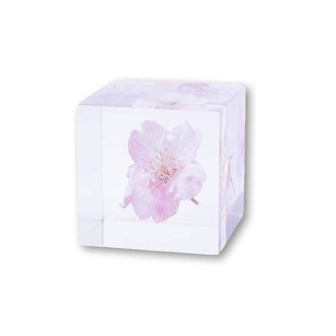 Sola Cube Sakura